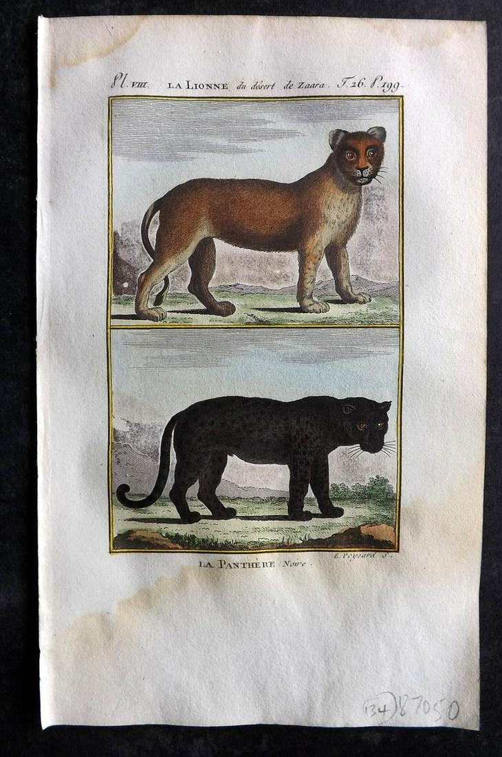 Buffon & Sonnini C1800 Hand Col Print. Lioness & Panther: Hand Colored Copper Plate Published 1799-1808, Paris for "Histoire naturelle générale et particulière" by the Comte de Buffon and Charles Nicolas Sigisbert Sonnini. Paper Size: 7.5 x 5 inch (19 x 1