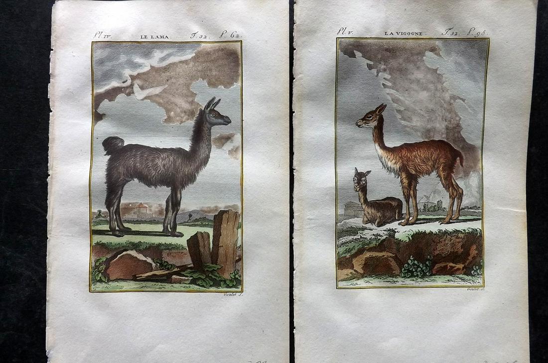 Buffon & Sonnini C1800 Pair of Hand Col Prints. Vicuna & Lama: Hand Colored Copper Plate Published 1799-1808, Paris for "Histoire naturelle générale et particulière" by the Comte de Buffon and Charles Nicolas Sigisbert Sonnini. Paper Size: 7.5 x 5 inch (19 x 1