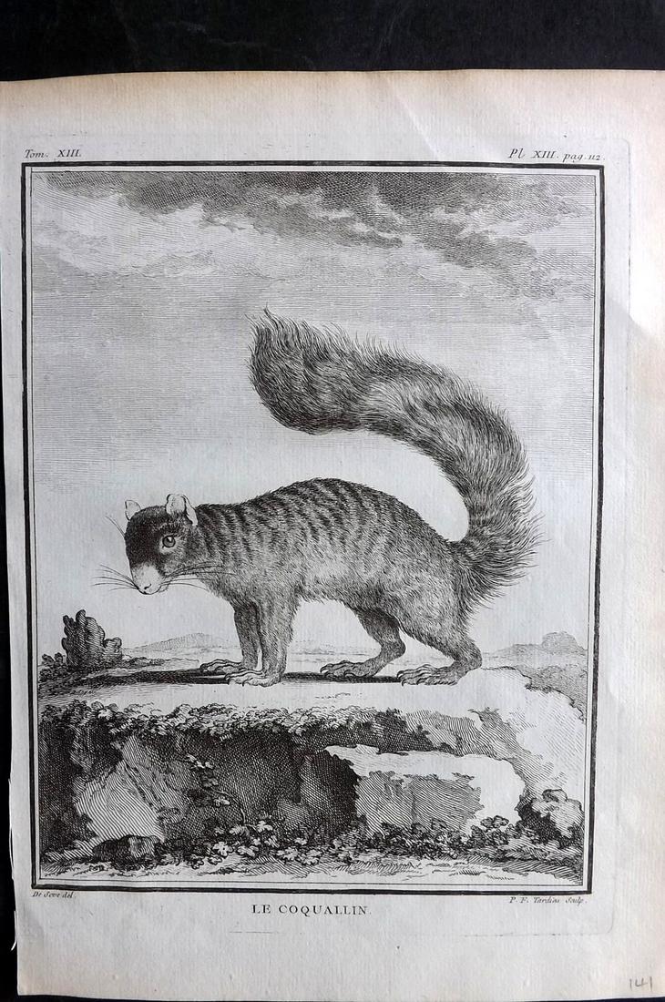 Buffon, Comte de C1760 First 4to Edition Print. Squirrel: Copper Plates Published 1749-89 by Imprimerie Royale, Paris for "Histoire naturelle, générale et particulière" First and 4to Edition by Georges-Louis Leclerc, Comte de Buffon. Paper Size: 10 x 7.5 