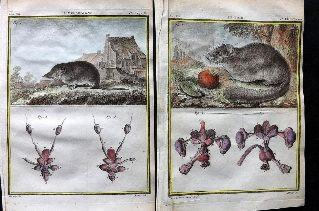 Buffon, Comte de C1760 Pair of Hand Col Prints. Dormouse & Shrew. 1st Ed. (1 of 2)