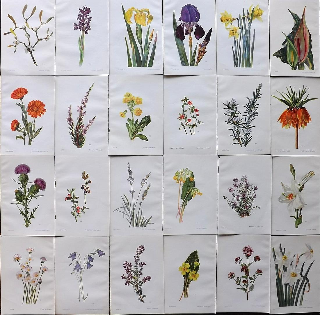 Ledbrook & Smith 1911 Lot of 24 Botanical Prints. Flowers of Shakespeare (1 of 7)