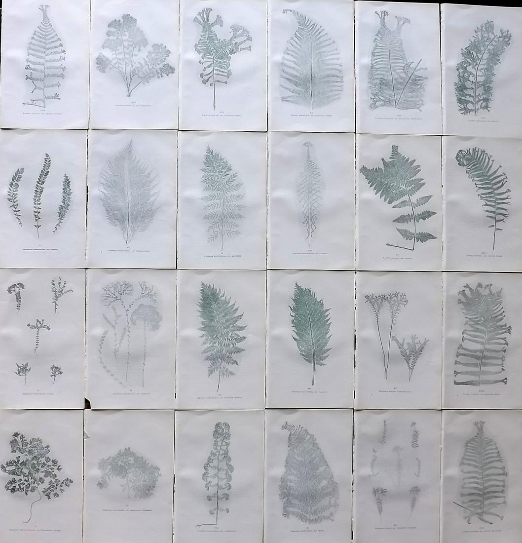 Druery, Charles C1910 Lot Of 24 Nature Printed Ferns (1 of 7)