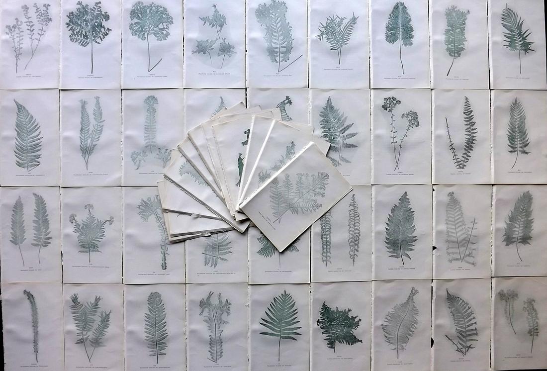 Druery, Charles C1910 Lot Of 65 Nature Printed Ferns (1 of 8)