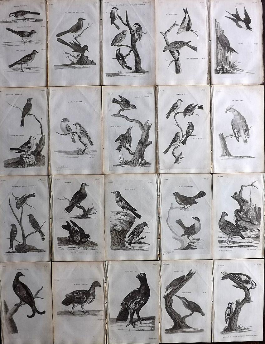 Pennant, Thomas 1776 Lot of 20 Antique Bird Prints (1 of 6)