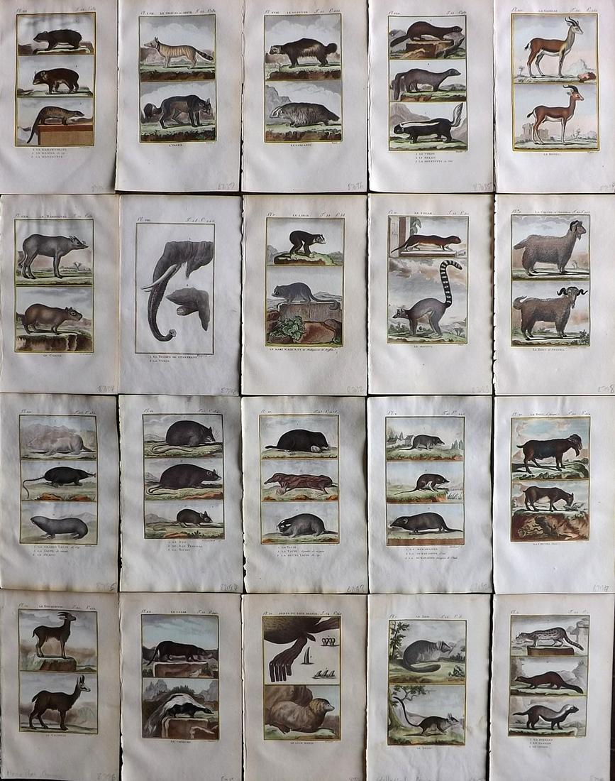 Buffon & Sonnini C1800 Lot of 20 Hand Col Animal Prints (1 of 7)