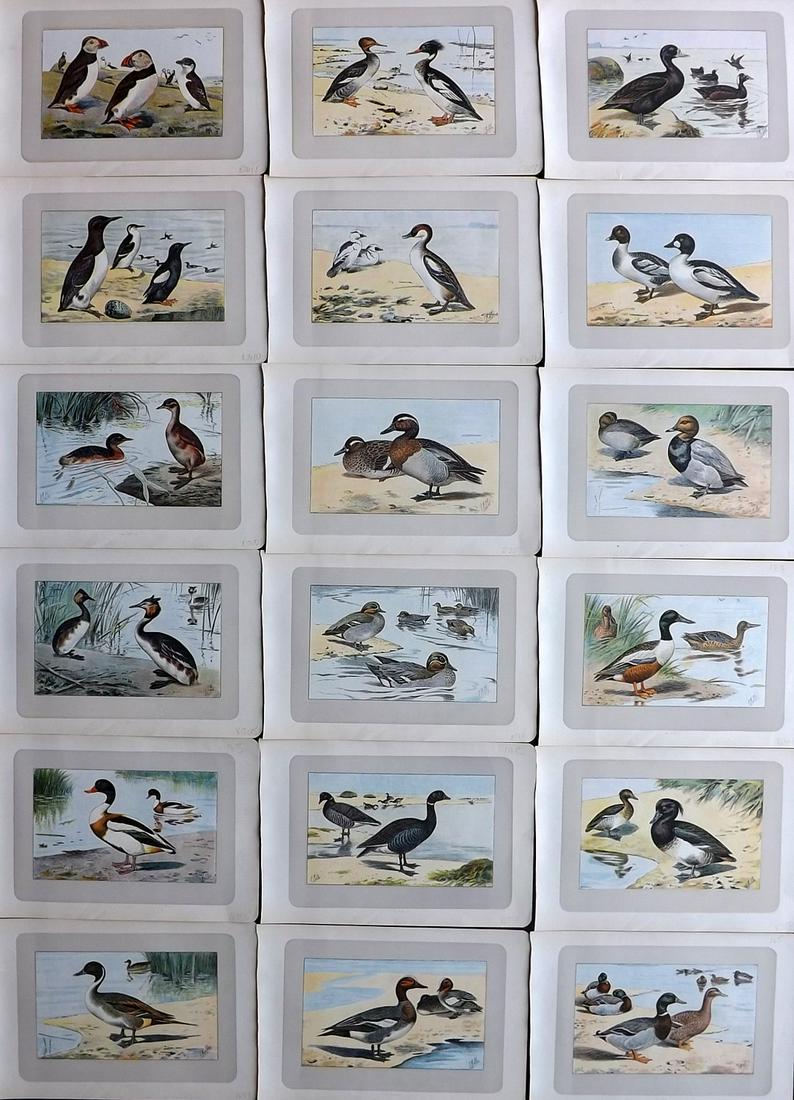 Mahler, P. 1907 Lot of 18 Antique Bird Prints (1 of 4)