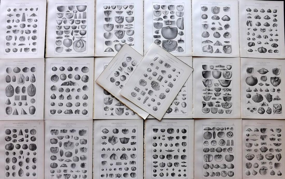 Hall, James 1892 Lot of 20 Fossil Shell Prints, Palaeontology: Lithographs Published 1892, Albany, New York for "Palaeontology..." Part of the "Geological Survey of the State of New York" Series by James Hall and John M. Clarke. Paper Size: 11 x 8.5 inch (28 x 22