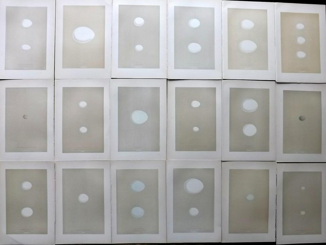 Morris, Francis 1892 Lot of 18 Antique Bird Egg Prints: Woodblock Published 1892 by John C. Nimmo, London for "A Natural History of the Nests & Eggs of British Birds" By the Rev. Frances Orpen Morris, printed Benjamin Fawcett. Printed in colours and finish