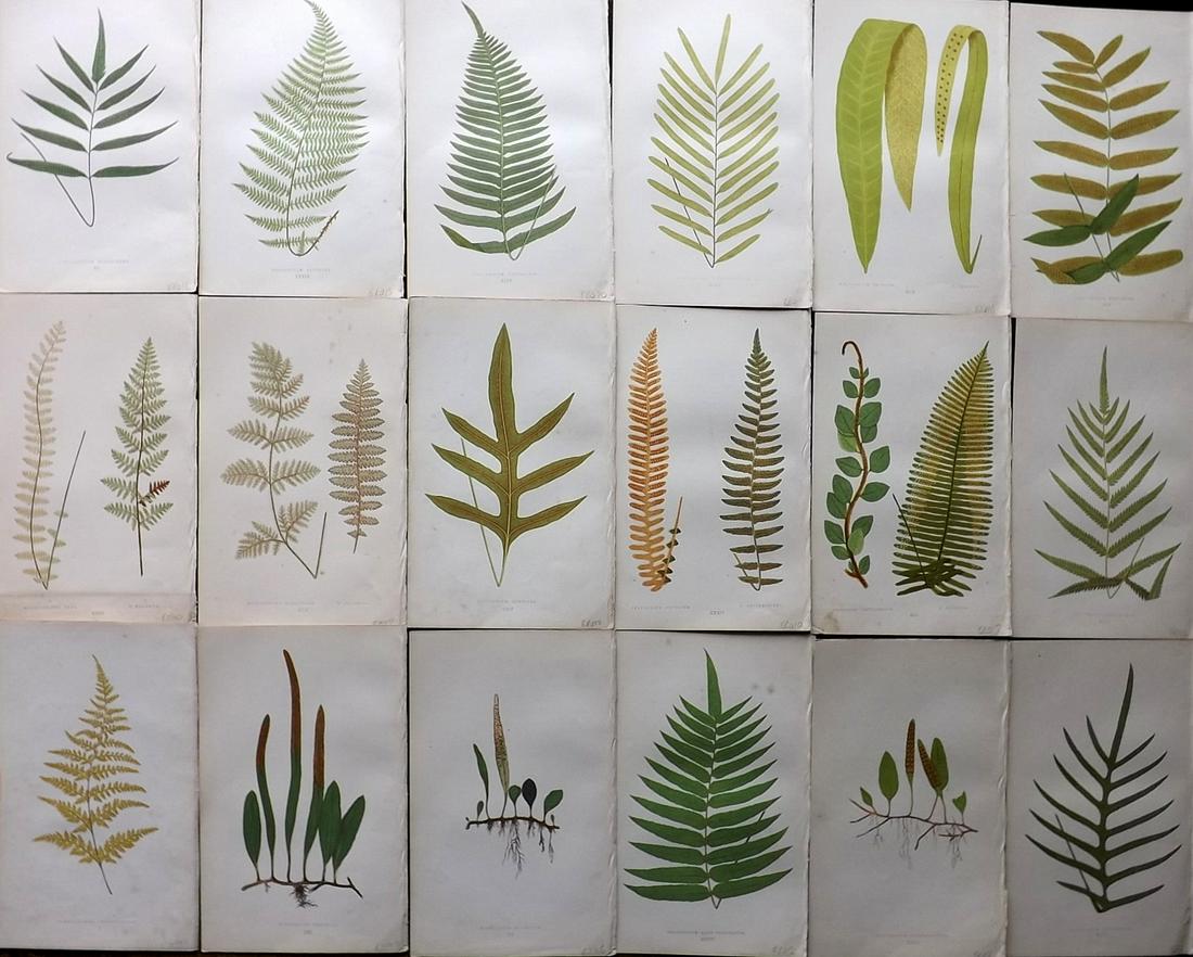 Lowe, Edward 1856 Lot of 18 Antique Fern Prints (1 of 7)