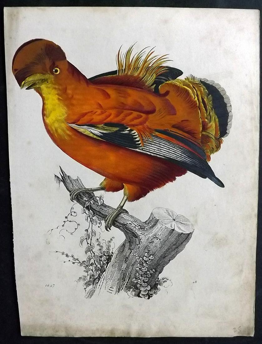 Hoffmann, Carl 1847 Hand Col Bird Print. Cock of the Rock: Hand Colored Lithograph Published 1842-80, Stuttgart for "Das Buch der Welt" by Carl Hoffmann. Paper Size: 9.5 x 7 inch (25 x 18cm) Approx. Some background toning. Left margin slightly trimmed