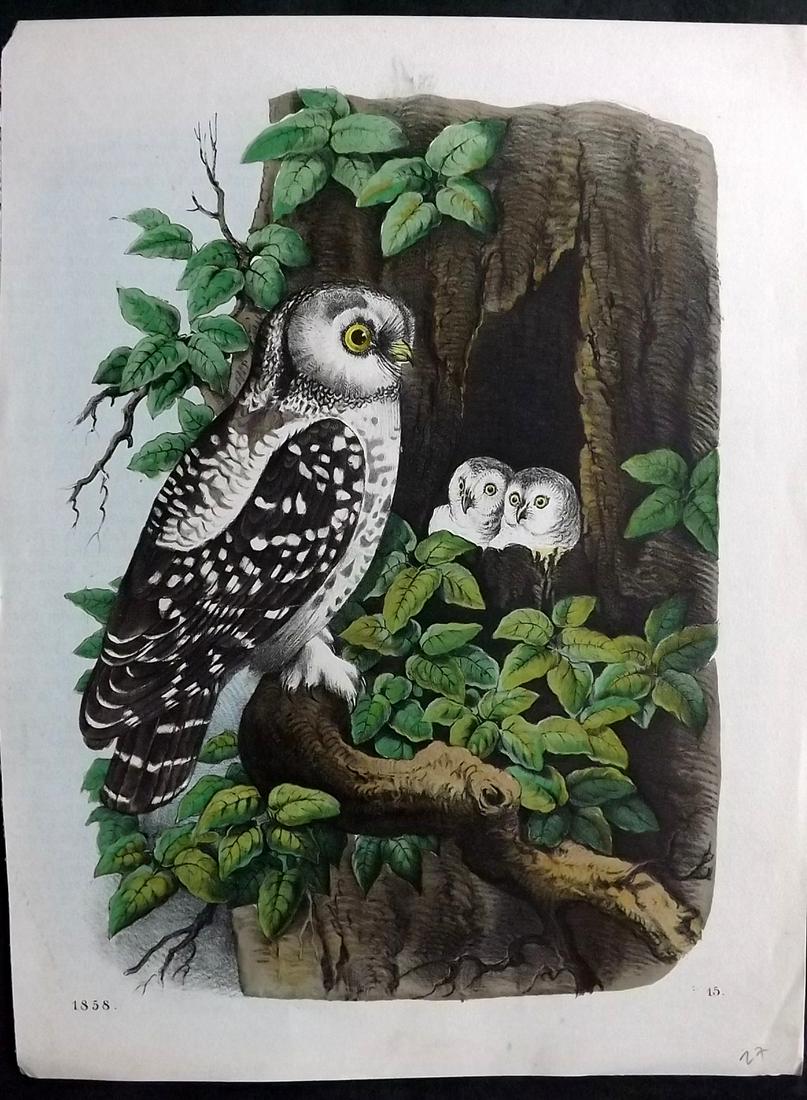 Hoffmann, Carl 1858 Hand Col Bird Print. Owls (1 of 2)