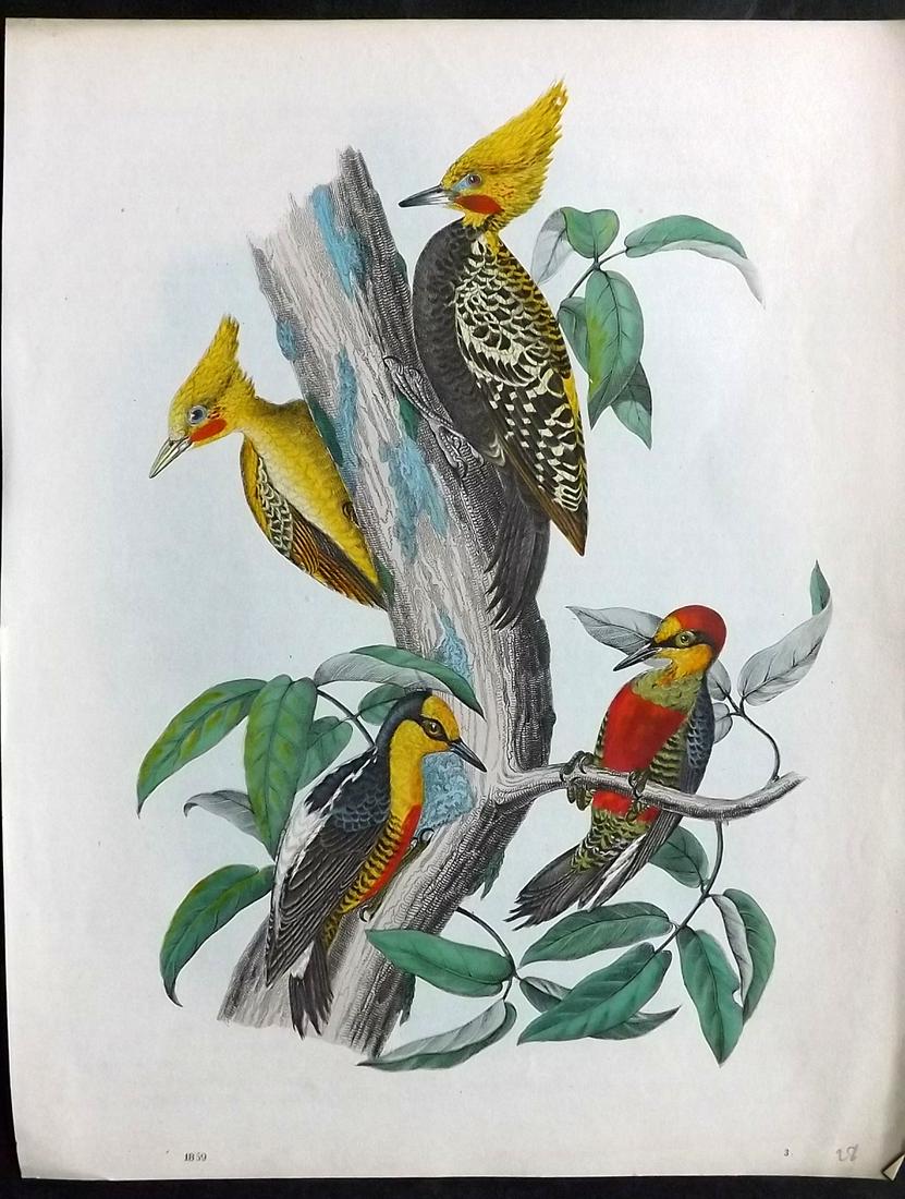 Hoffmann, Carl 1859 Hand Col Bird Print. Woodpeckers: Hand Colored Lithograph Published 1842-80, Stuttgart for "Das Buch der Welt" by Carl Hoffmann. Paper Size: 9.5 x 7 inch (25 x 18cm) Approx. Good Condition