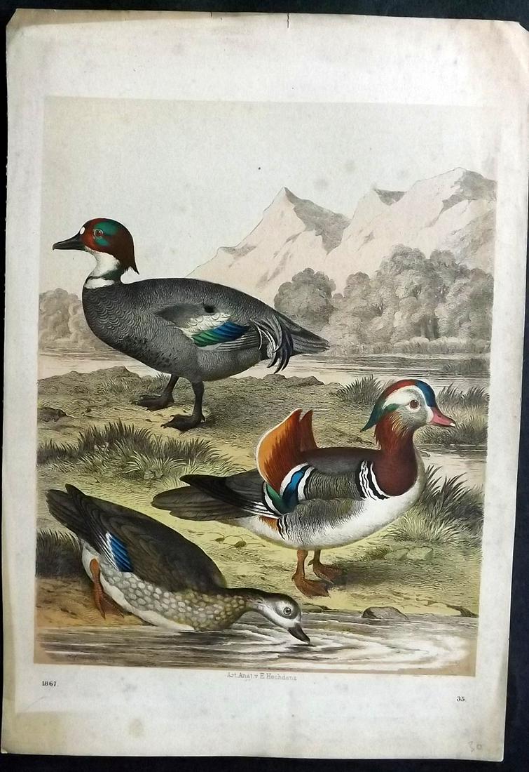 Hoffmann, Carl 1867 Hand Col Bird Print. Mandarin Duck & Ducks: Hand Colored Lithograph Published 1842-80, Stuttgart for "Das Buch der Welt" by Carl Hoffmann. Paper Size: 9.5 x 7 inch (25 x 18cm) Approx. Some toning and dust soiling