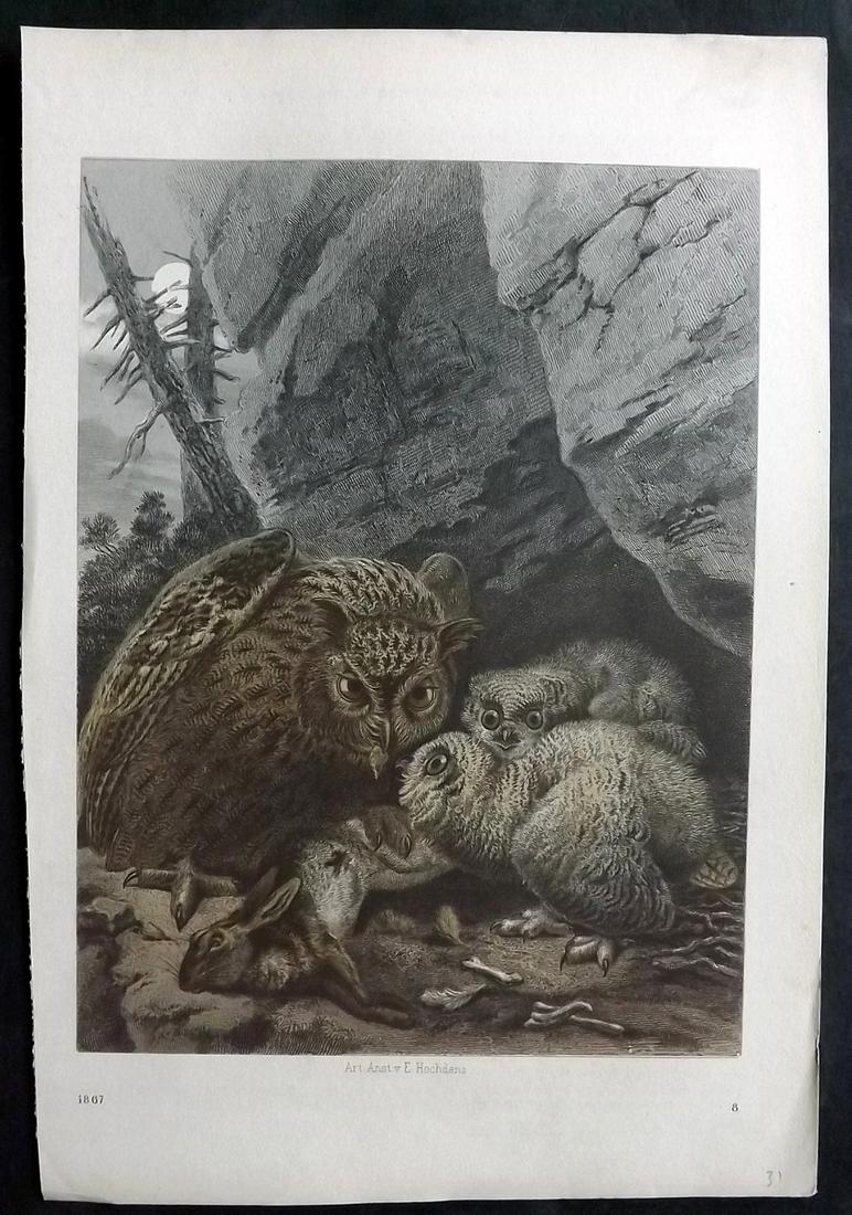 Hoffmann, Carl 1867 Hand Col Bird Print. Owls feasting on Hare: Hand Colored Lithograph Published 1842-80, Stuttgart for "Das Buch der Welt" by Carl Hoffmann. Paper Size: 9.5 x 7 inch (25 x 18cm) Approx. Good Condition