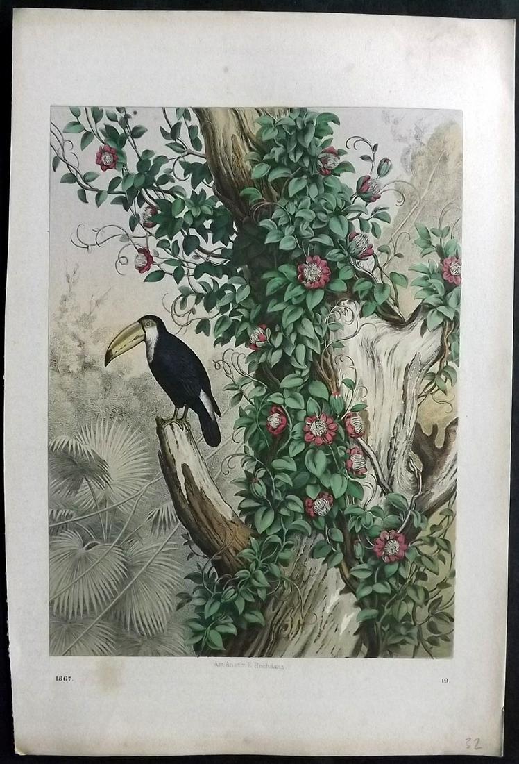 Hoffmann, Carl 1867 Hand Col Bird Print. Toucan: Hand Colored Lithograph Published 1842-80, Stuttgart for "Das Buch der Welt" by Carl Hoffmann. Paper Size: 9.5 x 7 inch (25 x 18cm) Approx. Very minot margin toning. Good Condition