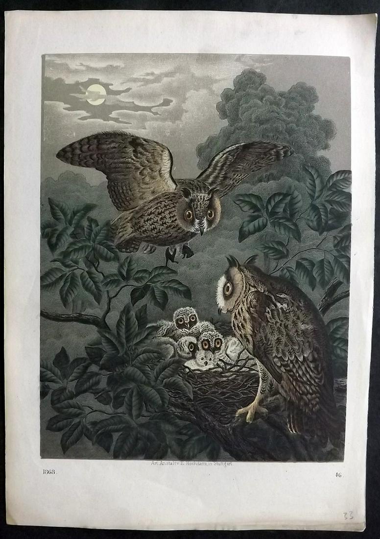Hoffmann, Carl 1868 Hand Col Bird Print. Owls (1 of 2)