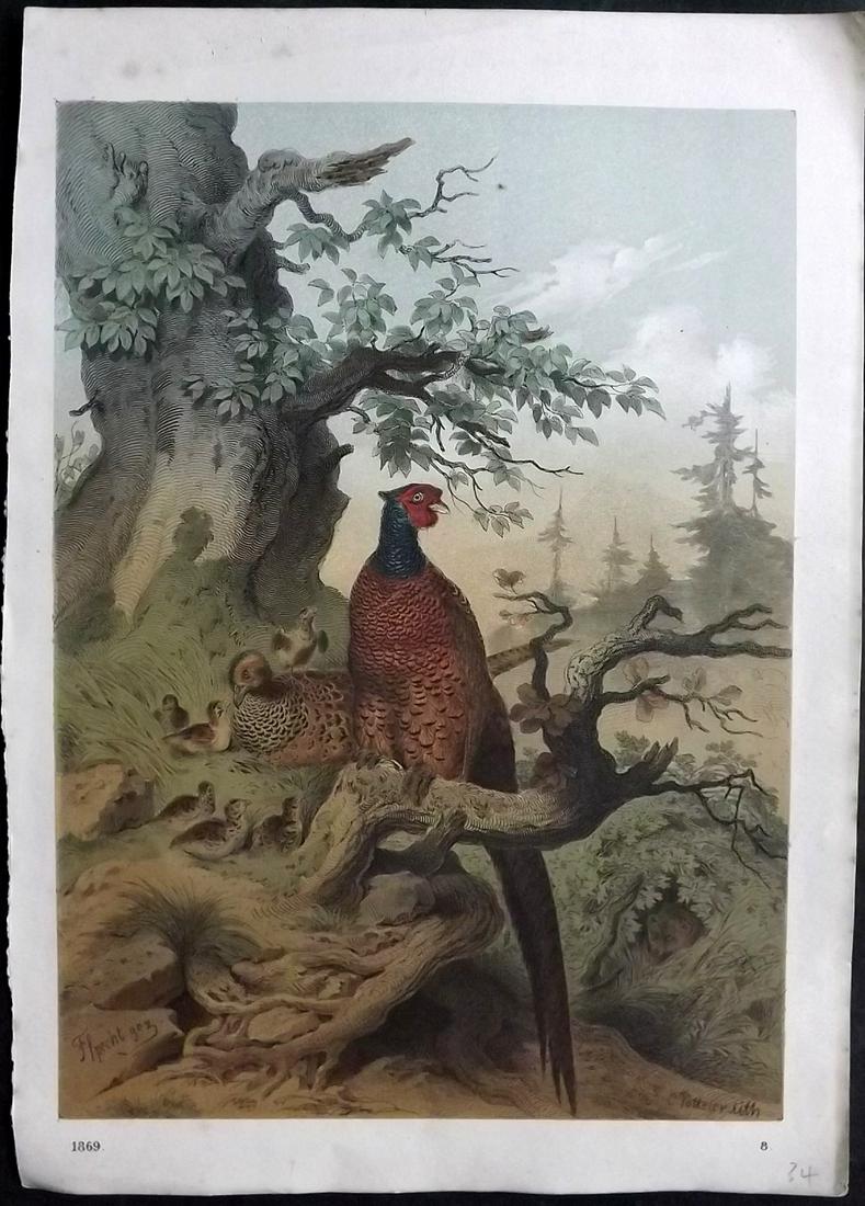 Hoffmann, Carl 1869 Hand Col Bird Print. Pheasant (1 of 2)