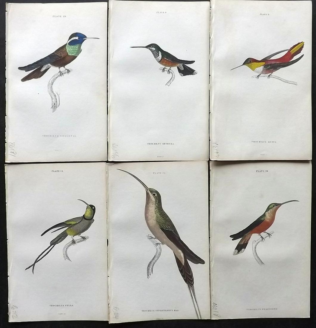 Jardine, William 1834 Lot of 6 Hand Col Hummingbird Prints (1 of 2)