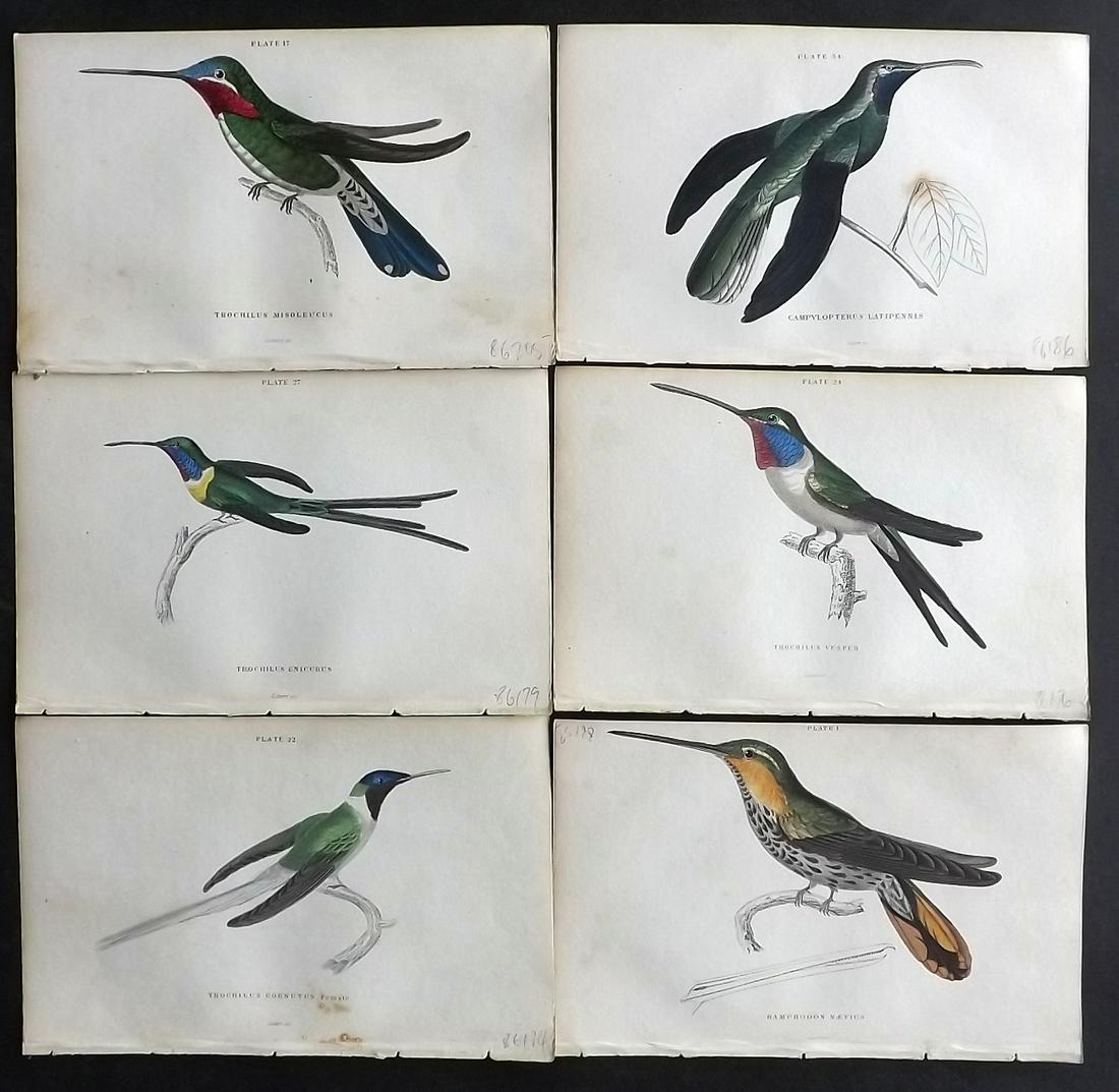 Jardine, William 1834 Lot of 6 Hand Col Hummingbird Prints (1 of 2)