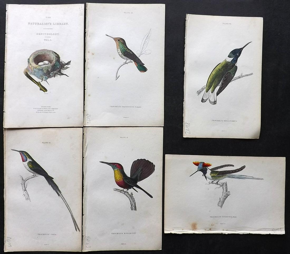 Jardine, William 1834 Lot of 6 Hand Col Hummingbird Prints (1 of 2)