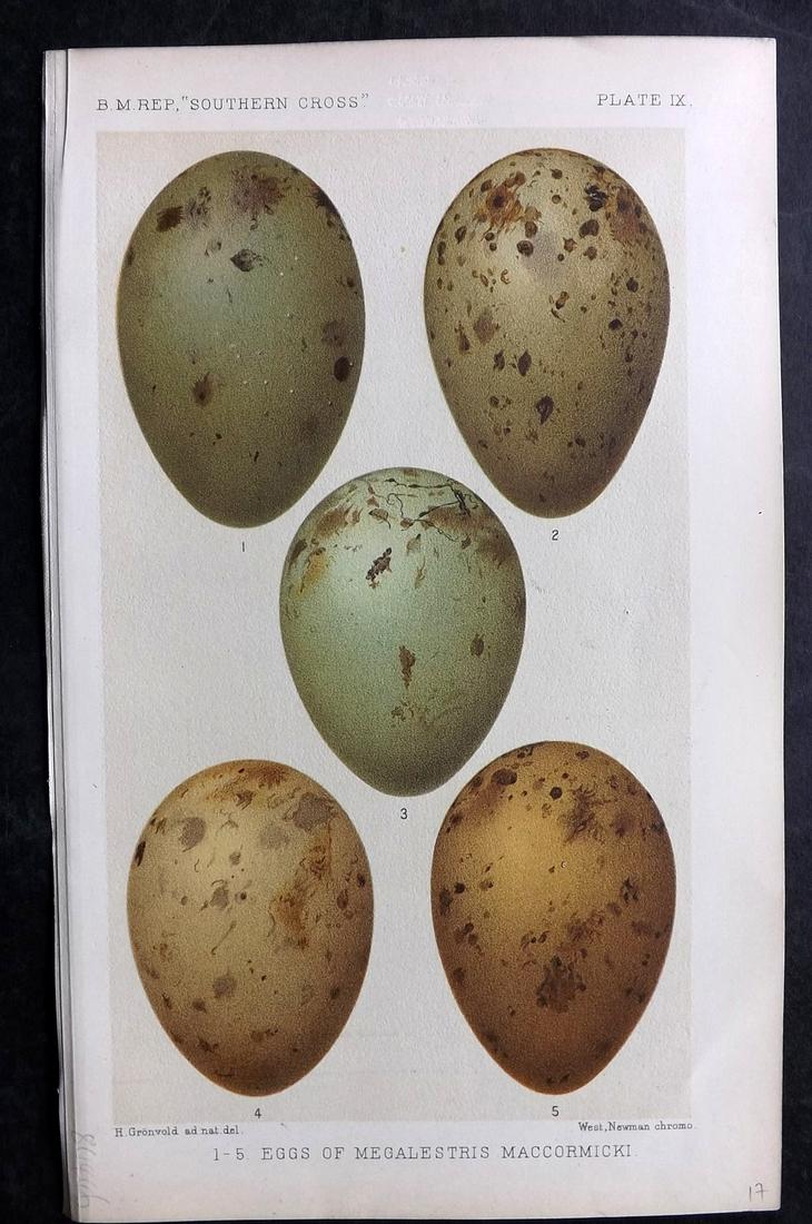 Lankester, Ray 1902 Rare Antique Bird Egg Print. Megalestris Maccormicki (1 of 2)