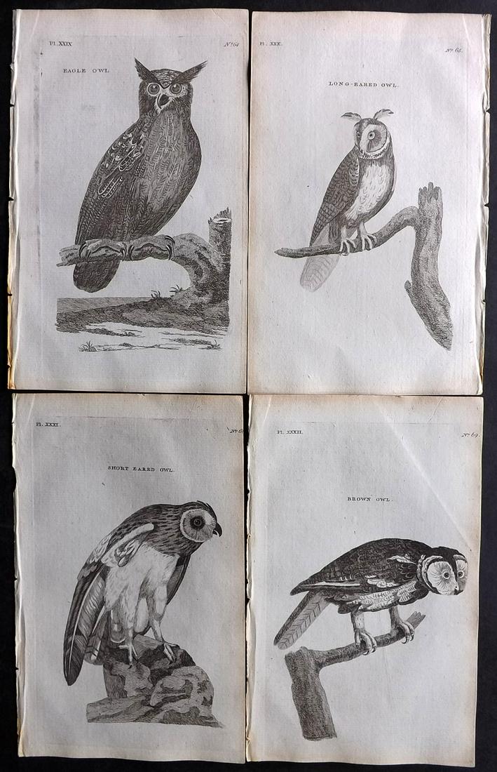 Pennant, Thomas 1776 Lot of 4 Antique Bird Prints. Owls (1 of 2)