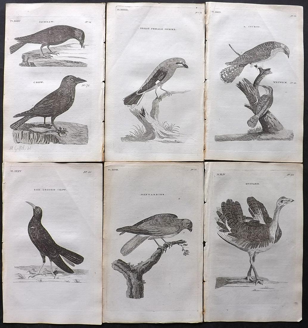 Pennant, Thomas 1776 Lot of 6 Antique Bird Prints (1 of 2)