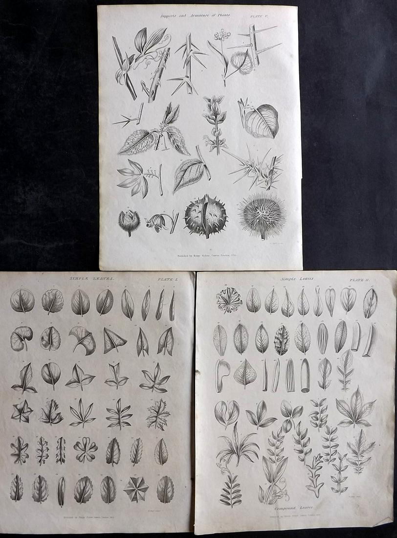 Green, Thomas C1820 Lot of 3 Botanical Prints: Copper Plate Published 1816-24 by Fisher & Son, London & Liverpool for "The Universal Herbal; or, Botanical, Medical, and Agricultural Dictionary" by Thomas Green. Paper Size: 10 x 8 inch (26 x 20cm) 