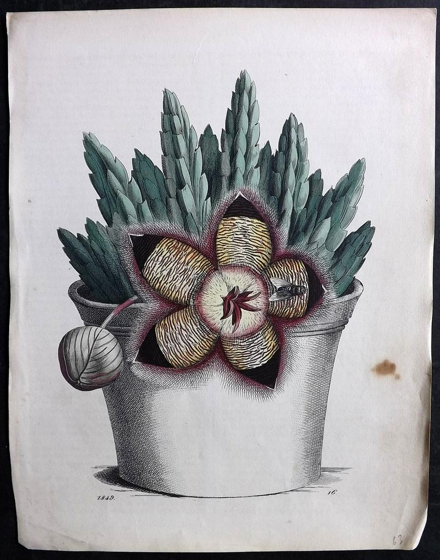 Hoffmann, Carl 1849 Hand Col Botanical Print. Stapelia in Pot (1 of 2)