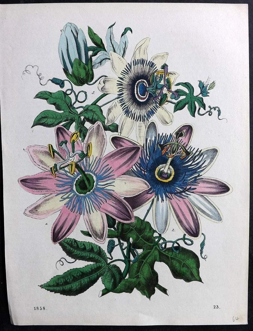 Hoffmann, Carl 1858 Hand Col Botanical Print. Passion Flowers (1 of 2)