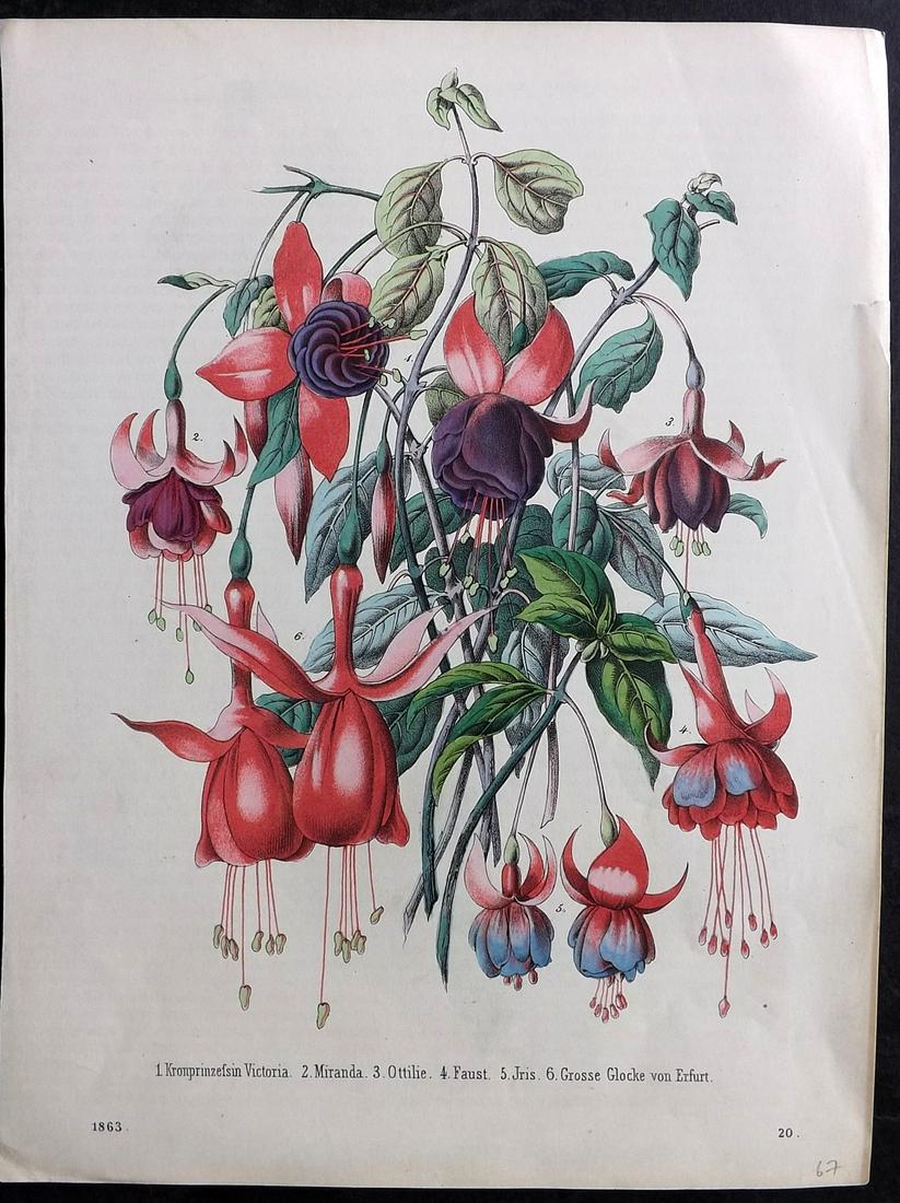 Hoffmann, Carl 1863 Hand Col Botanical Print. Fuchsias (1 of 2)