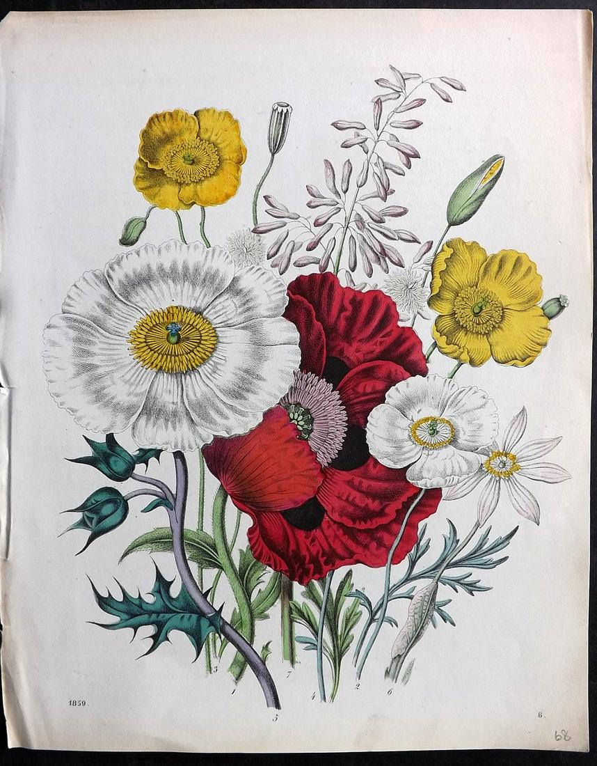 Hoffmann, Carl 1863 Hand Col Botanical Print. Poppies Poppy (1 of 2)