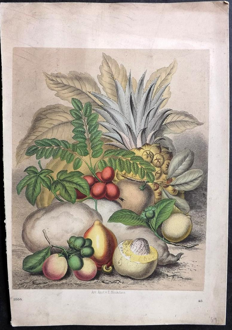 Hoffmann, Carl 1866 Hand Col Botanical Print. Fruit Bouquet (1 of 2)