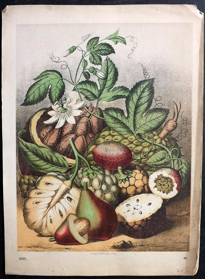 Hoffmann, Carl 1869 Hand Col Botanical Print. Fruit Bouquet (1 of 2)