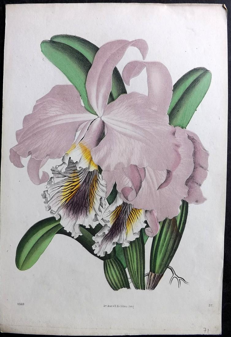 Hoffmann, Carl 1869 Hand Col Botanical Print. Orchid: Hand Colored Lithograph Published 1842-80, Stuttgart for "Das Buch der Welt" by Carl Hoffmann. Paper Size: 9.5 x 7 inch (25 x 18cm) Approx. Good Condition overall