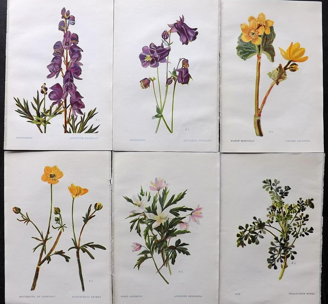 Ledbrook & Smith 1911 Lot of 6 Botanical Prints. Flowers of Shakespeare (1 of 2)
