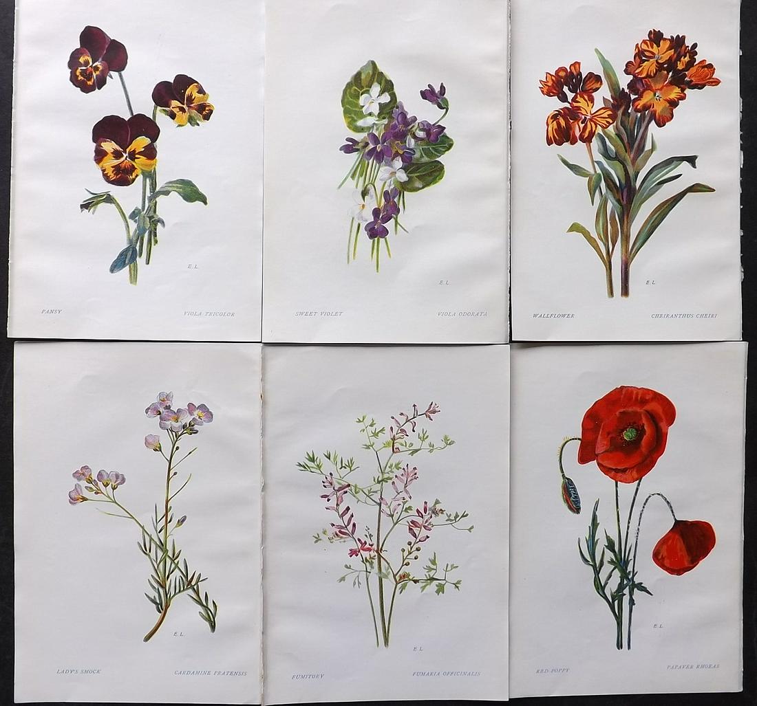 Ledbrook & Smith 1911 Lot of 6 Botanical Prints. Flowers of Shakespeare (1 of 2)