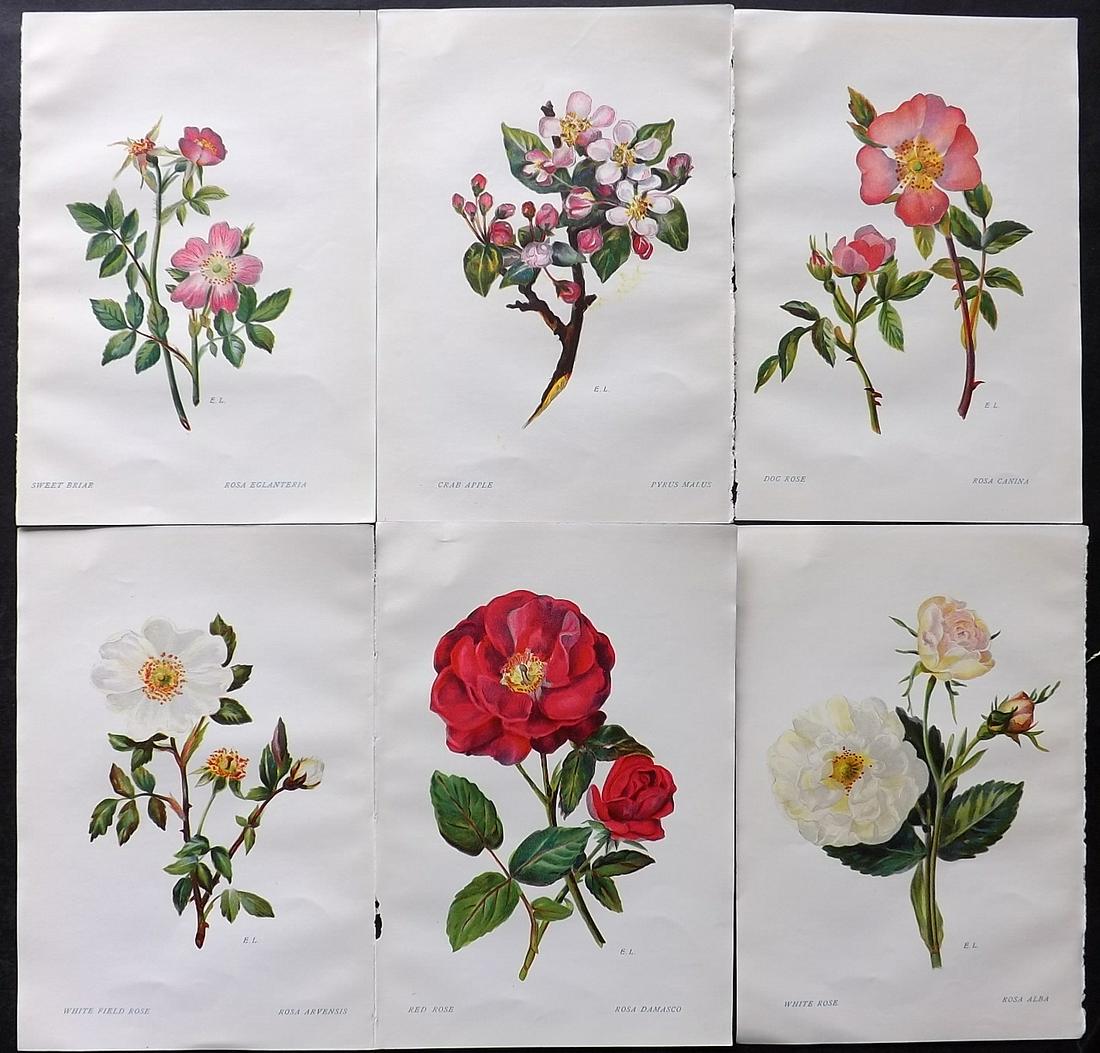 Ledbrook & Smith 1911 Lot of 6 Prints. Roses etc. Flowers of Shakespeare (1 of 2)
