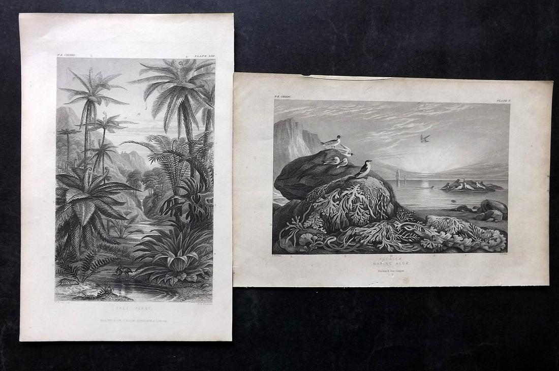 Rhind, William C1860 Pair of Prints. Seaweed, Marine Algae & Tree Ferns (1 of 2)