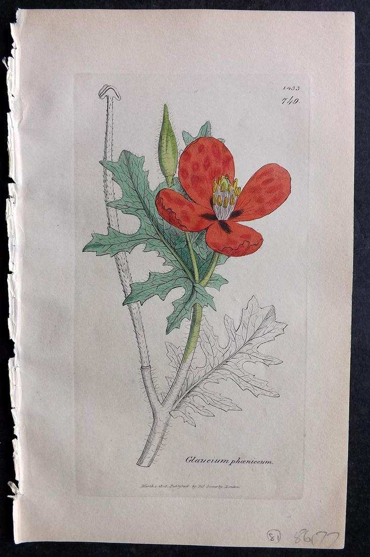 Sowerby, James C1840 Part HCol Botanical Print. Glaucium Phoeniceum 749 Poppy: Partial Hand Colored Etching only (As issued) Published London, 1832-46 for "English Botany; or, Coloured Figures of British Plants…" Second Edition by James Sowerby and Edward Smith. Paper Size: 9 