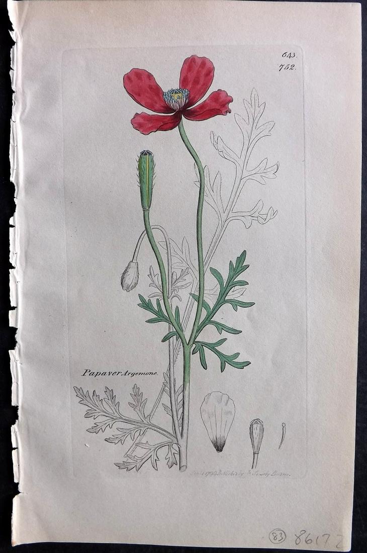 Sowerby, James C1840 Part HCol Botanical Print. Prickly Poppy 752: Partial Hand Colored Etching only (As issued) Published London, 1832-46 for "English Botany; or, Coloured Figures of British Plants…" Second Edition by James Sowerby and Edward Smith. Paper Size: 9 