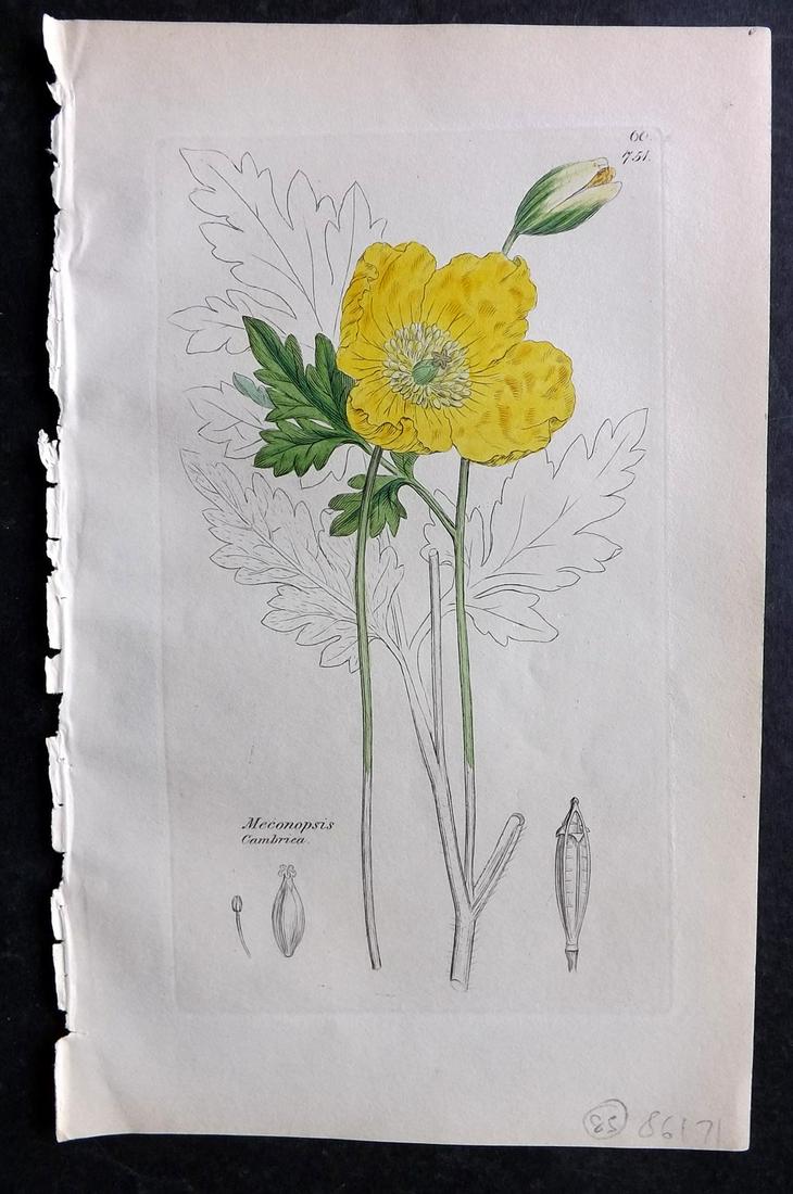Sowerby, James C1840 Part HCol Botanical Print. Welsh Poppy 751: Partial Hand Colored Etching only (As issued) Published London, 1832-46 for "English Botany; or, Coloured Figures of British Plants…" Second Edition by James Sowerby and Edward Smith. Paper Size: 9 