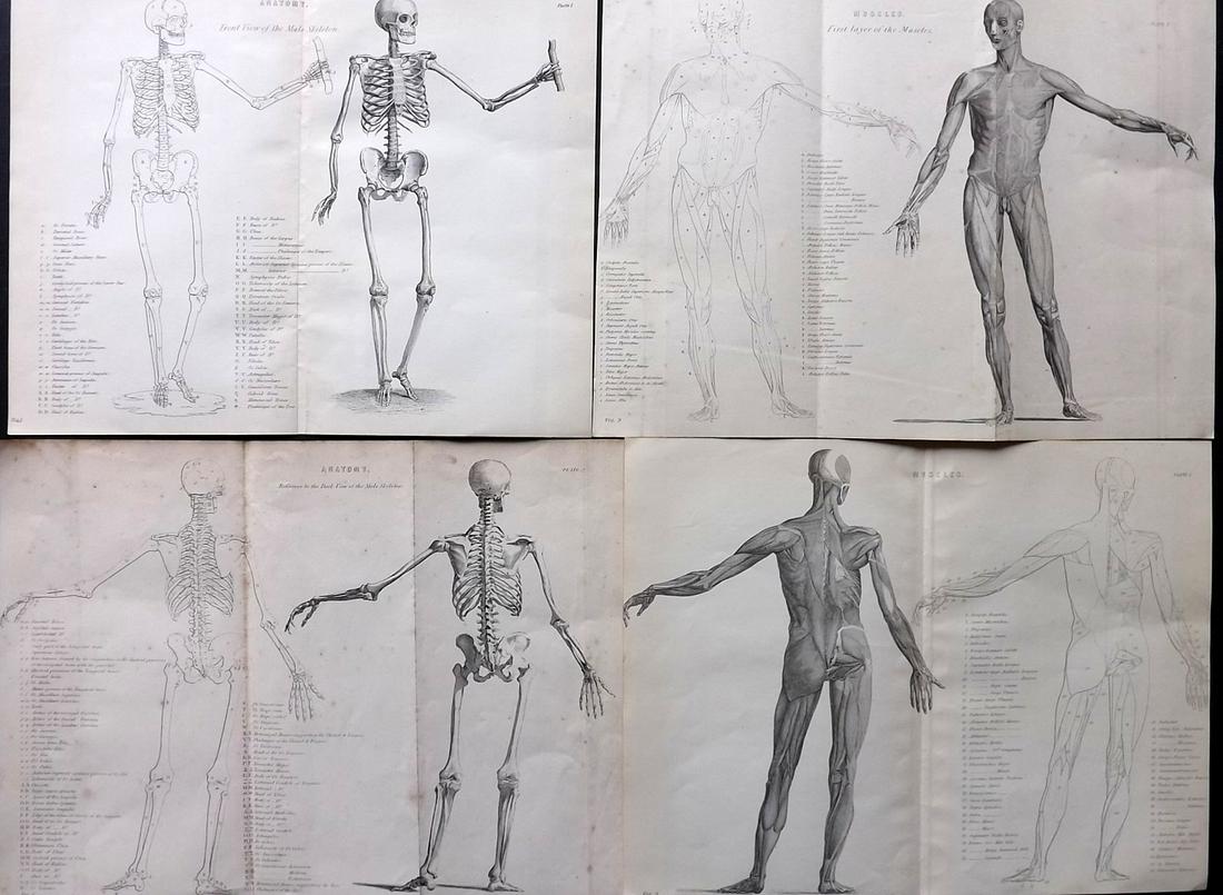 Blackie (Pub) C1875 Lot of 4 Anatomy Prints. Skeleton & Muscles (1 of 2)