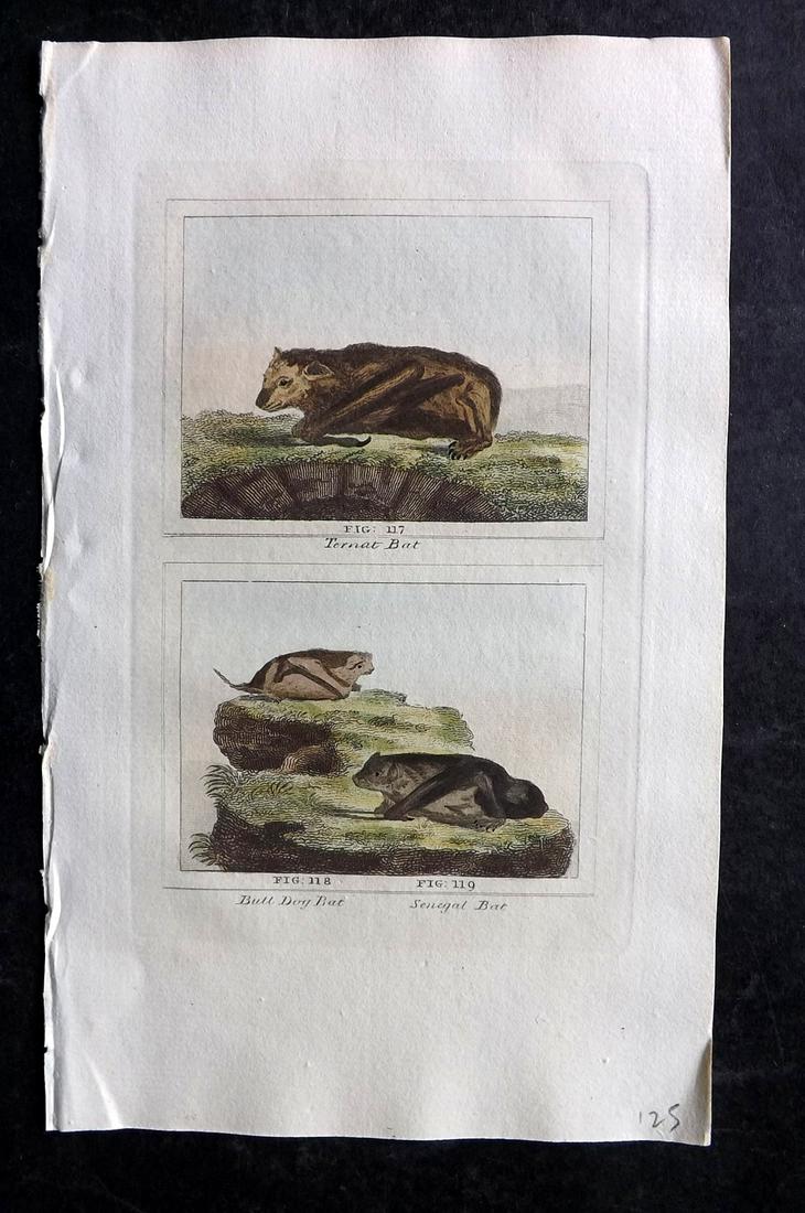 Buffon & Barr 1807 Hand Col Print. Bats: Hand Colored Copper Plate Published 1807, London for "Barr's Buffon. Buffon's Natural History…" by the Comte de Buffon & J. S. Barr. Paper Size: 7.5 x 4.5 inch (19 x 12cm) Good Condition