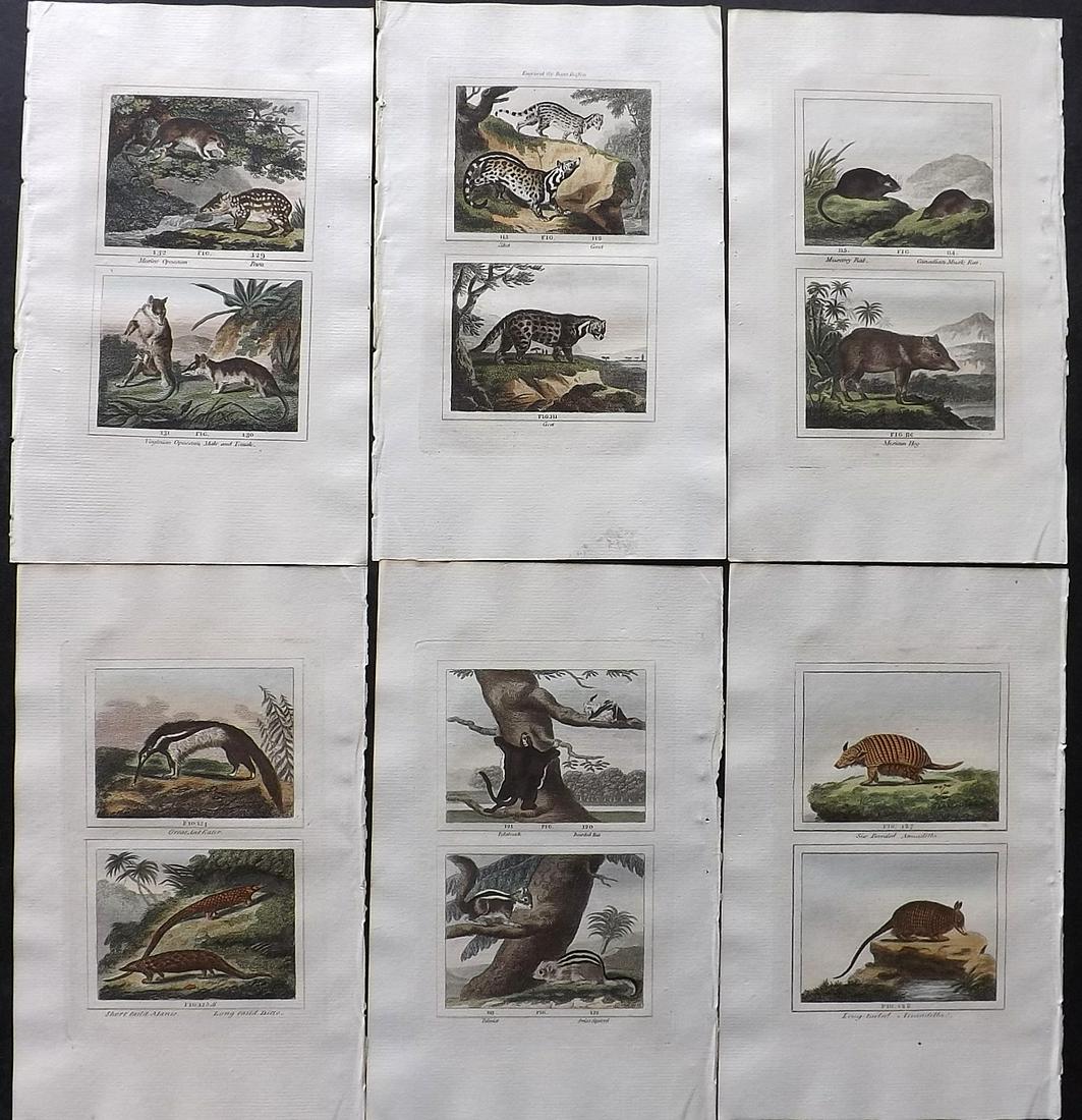 Buffon & Barr 1807 Lot of 6 Hand Col Animal Prints: Hand Colored Copper Plate Published 1807, London for "Barr's Buffon. Buffon's Natural History…" by the Comte de Buffon & J. S. Barr. Paper Size: 7.5 x 4.5 inch (19 x 12cm) Good Condition