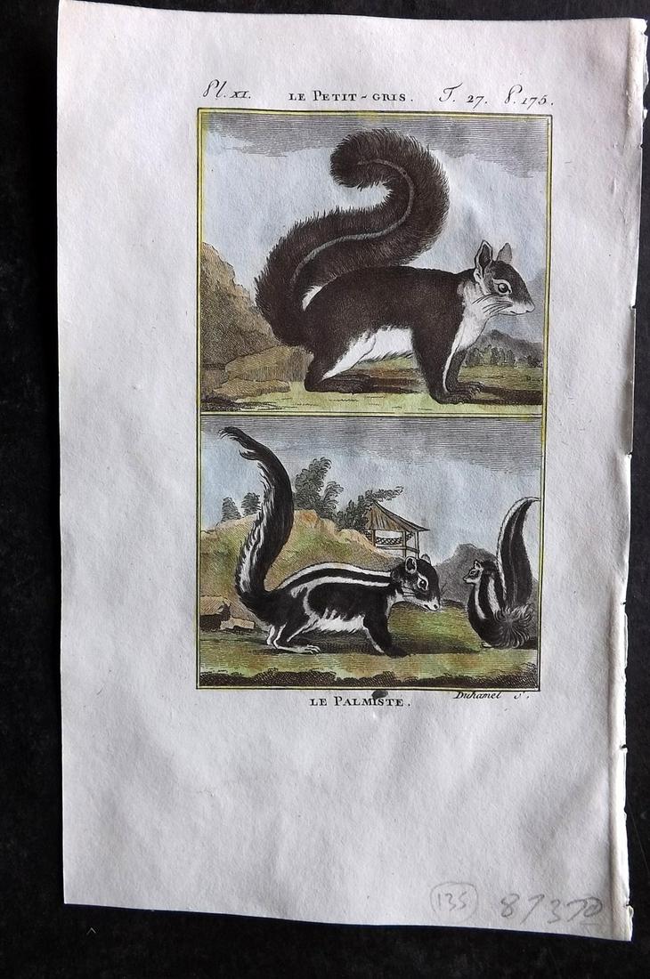Buffon & Sonnini C1800 Hand Col Print. Squirrels: Hand Colored Copper Plate Published 1799-1808, Paris for "Histoire naturelle générale et particulière" by the Comte de Buffon and Charles Nicolas Sigisbert Sonnini. Paper Size: 7.5 x 5 inch (19 x 1
