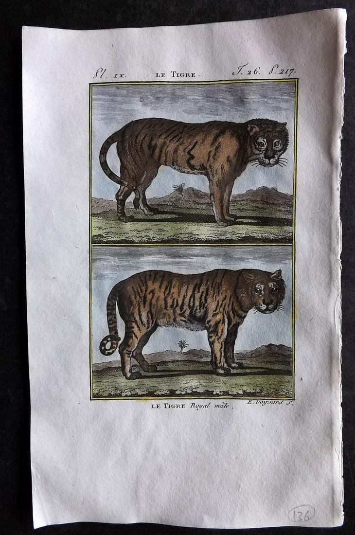 Buffon & Sonnini C1800 Hand Col Print. Tigers (1 of 2)