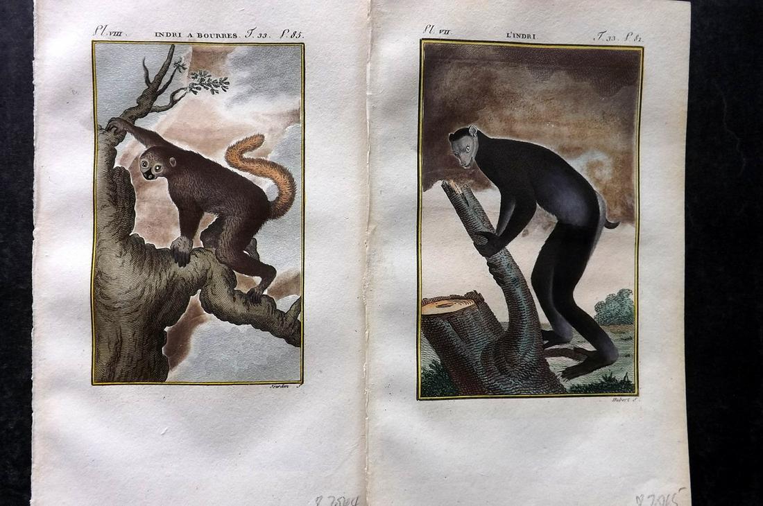 Buffon & Sonnini C1800 Pair of Hand Col Prints. Indri Lemurs: Hand Colored Copper Plate Published 1799-1808, Paris for "Histoire naturelle générale et particulière" by the Comte de Buffon and Charles Nicolas Sigisbert Sonnini. Paper Size: 7.5 x 5 inch (19 x 1