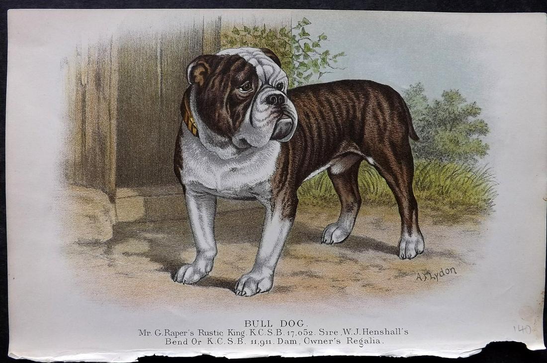 Dalziel, Hugh 1880's Antique Dog Print. Bulldog: Colour Printed Woodblock Published 1880's, London for "British Dogs..." by Hugh Dalziel. Reverse side blank. Paper Size: 8 x 5 inch (21 x 13cm) Tiny chip to bottom margin. Good Condition