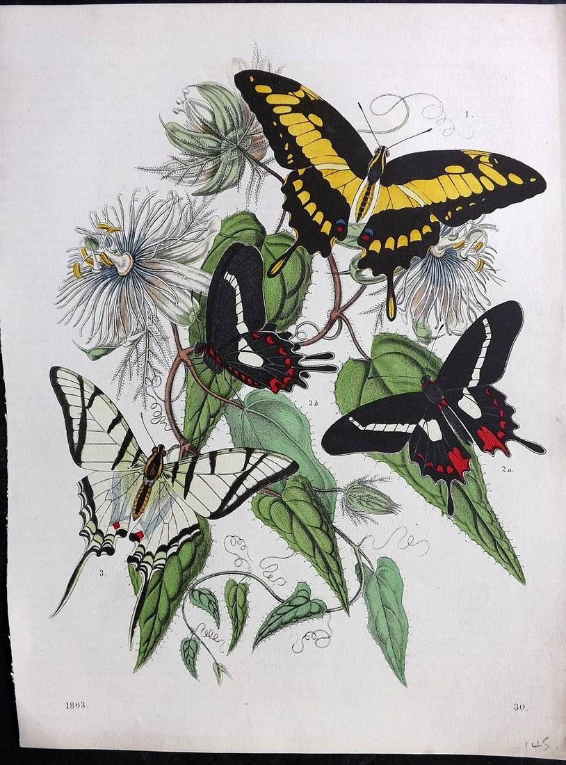 Hoffmann, Carl 1863 Hand Col Print. Butterflies 30 (1 of 2)